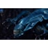 Boneco Articulado Alien Queen Ultra Deluxe Boxed Figure - Alien 40th Anniversary - NECA